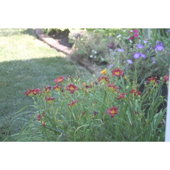 Vivitar 75-205 MM F1:3.8-4.8 Lens Canon Fd mount - Picture 5 of 9